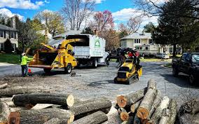 Best Tree Removal  in Verandah, FL