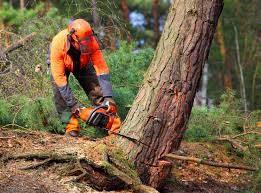 Best Tree Disease Treatment  in Verandah, FL