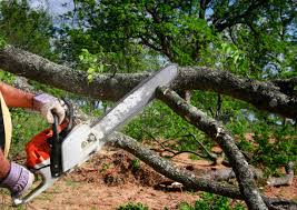 Best Hazardous Tree Removal  in Verandah, FL