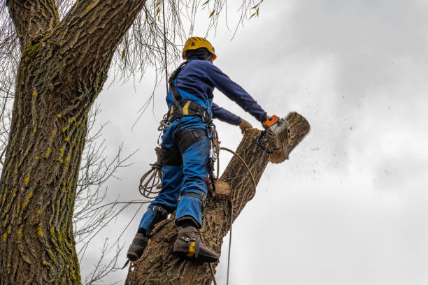 Best Tree Cabling and Bracing  in Verandah, FL