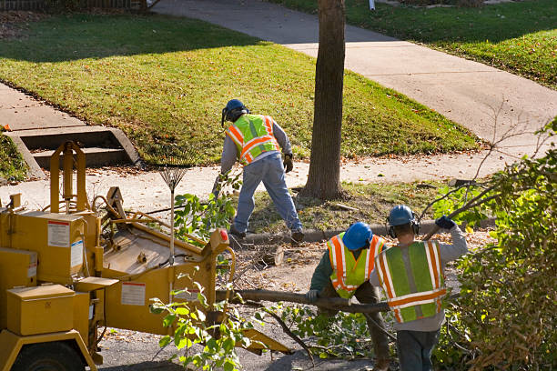 Best Stump Grinding and Removal  in Verandah, FL