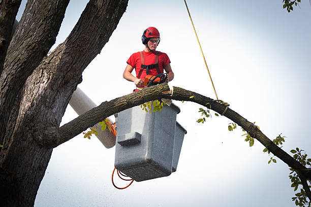 Verandah, FL Tree Services Company