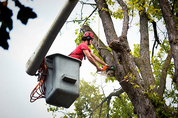 How Our Tree Care Process Works  in  Verandah, FL